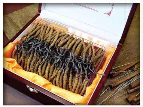 吉首冬虫夏草回收